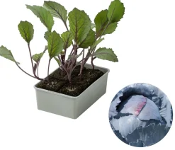 Dehner Kohl- & Salatpflanzen > Rotkohl, 6er Schale