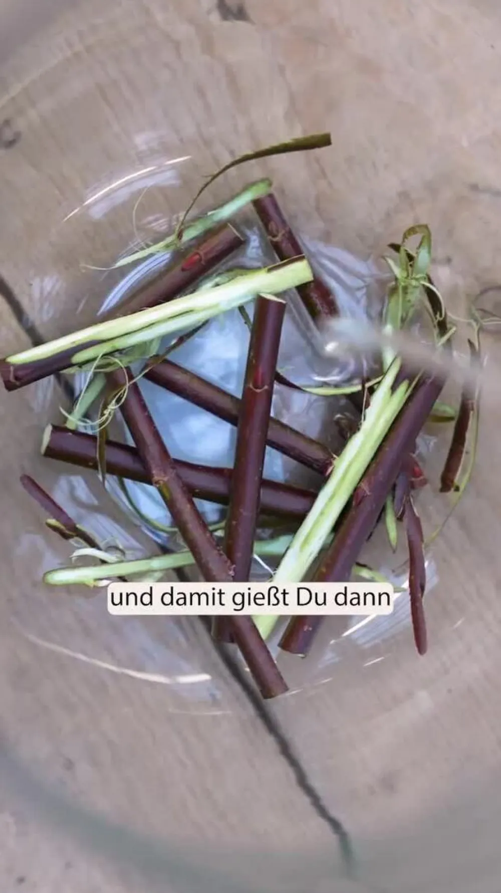 Dehner Grabschmuck & Grabgestaltung|Winterharte Kübelpflanzen - Rotkätzchen-Weide, Stämmchen
