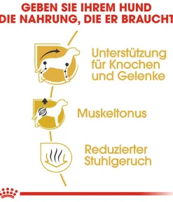 ROYAL CANIN® Trockenfutter für Hunde Dachshund Adult Hot