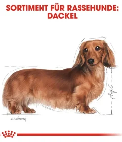 ROYAL CANIN® Trockenfutter Hund - Trockenfutter für Hunde Dachshund Adult