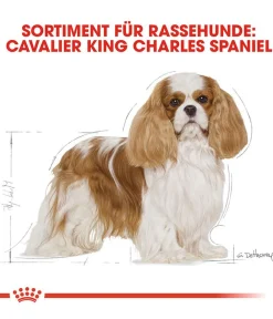 ROYAL CANIN® Trockenfutter Hund > Trockenfutter für Hunde Cavalier King Charles Adult