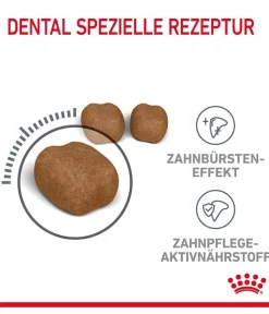ROYAL CANIN® Trockenfutter Katze > Trockenfutter für Katzen Dental Care