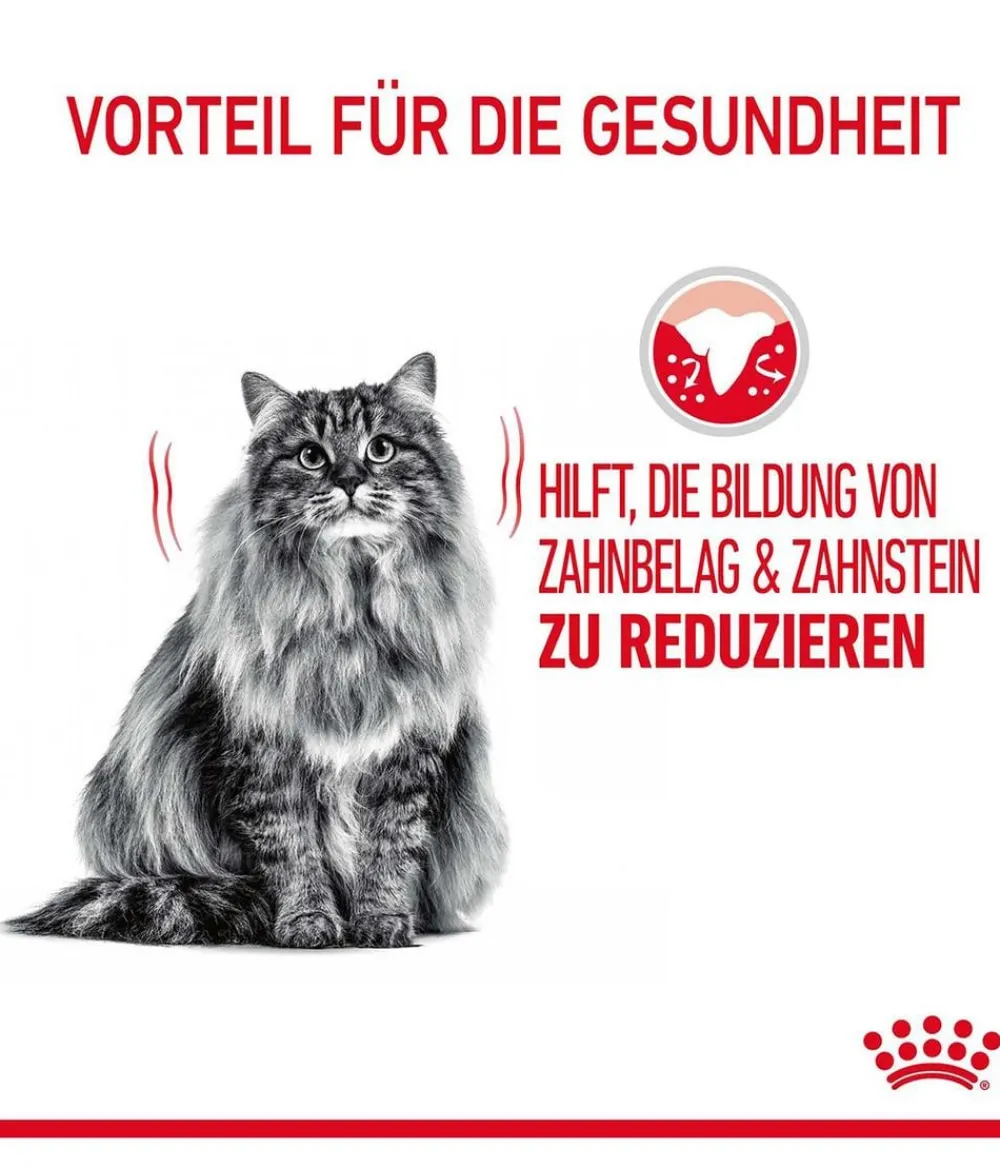 ROYAL CANIN® Trockenfutter für Katzen Dental Care Sale