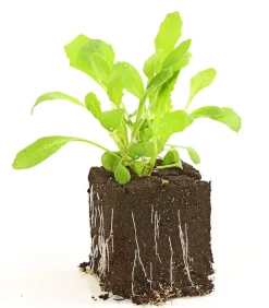 Dehner Kohl- & Salatpflanzen - Rucola, 12er Schale Grün