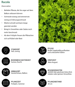 Dehner Kohl- & Salatpflanzen - Rucola, 12er Schale Grün