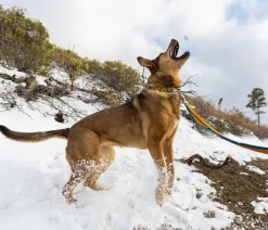 RUFFWEAR® Bungee Joggingeine Roaer™ Gelb Outlet