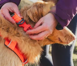RUFFWEAR® Hundehalsbänder & Geschirre > Haband Front Range™