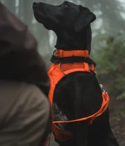 RUFFWEAR® Hundehalsbänder & Geschirre - Haband Front Range™ Orange