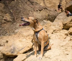 RUFFWEAR® Hundehalsbänder & Geschirre - Hundegechirr DoubleBack™
