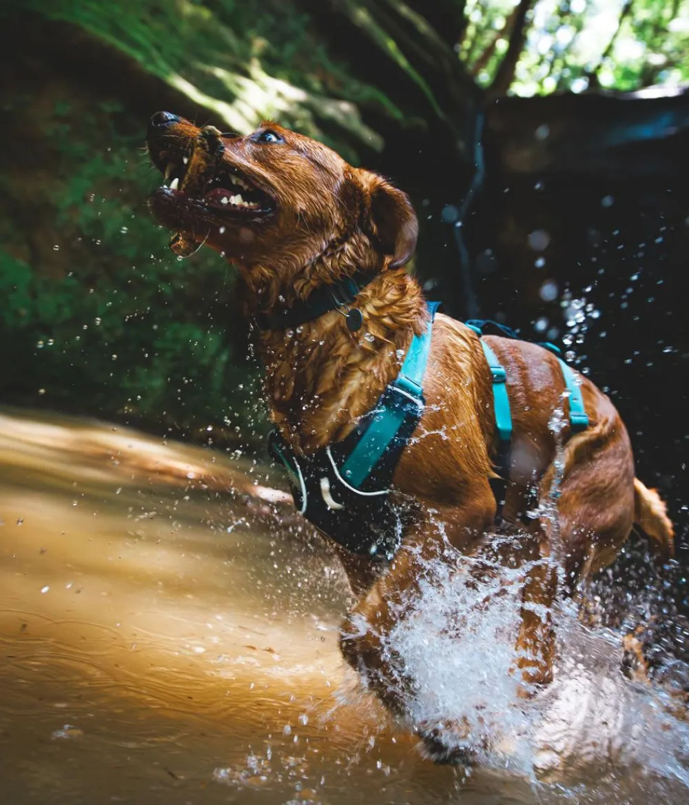 RUFFWEAR® Hundegechirr Fagine Harne 2.0 Grau Hot