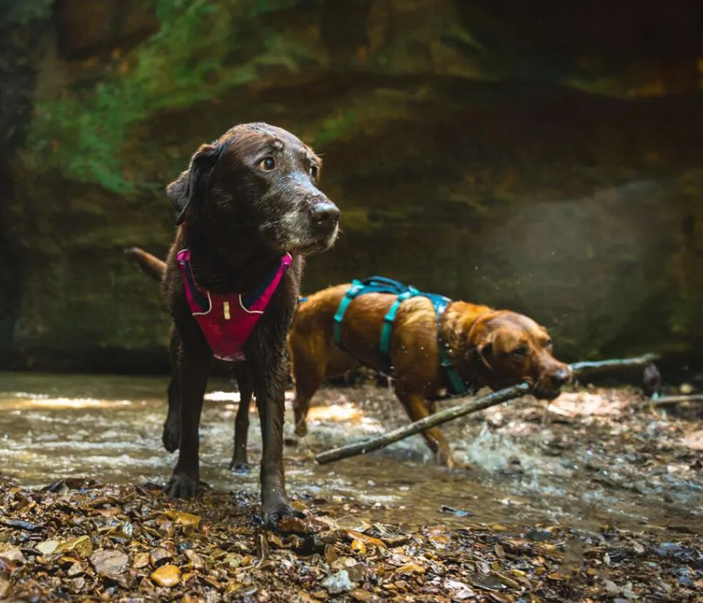 RUFFWEAR® Hundegechirr Fagine Harne 2.0 Grau Hot