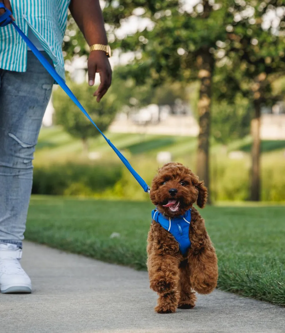 RUFFWEAR® Hundegechirr Front Range® Blau Outlet