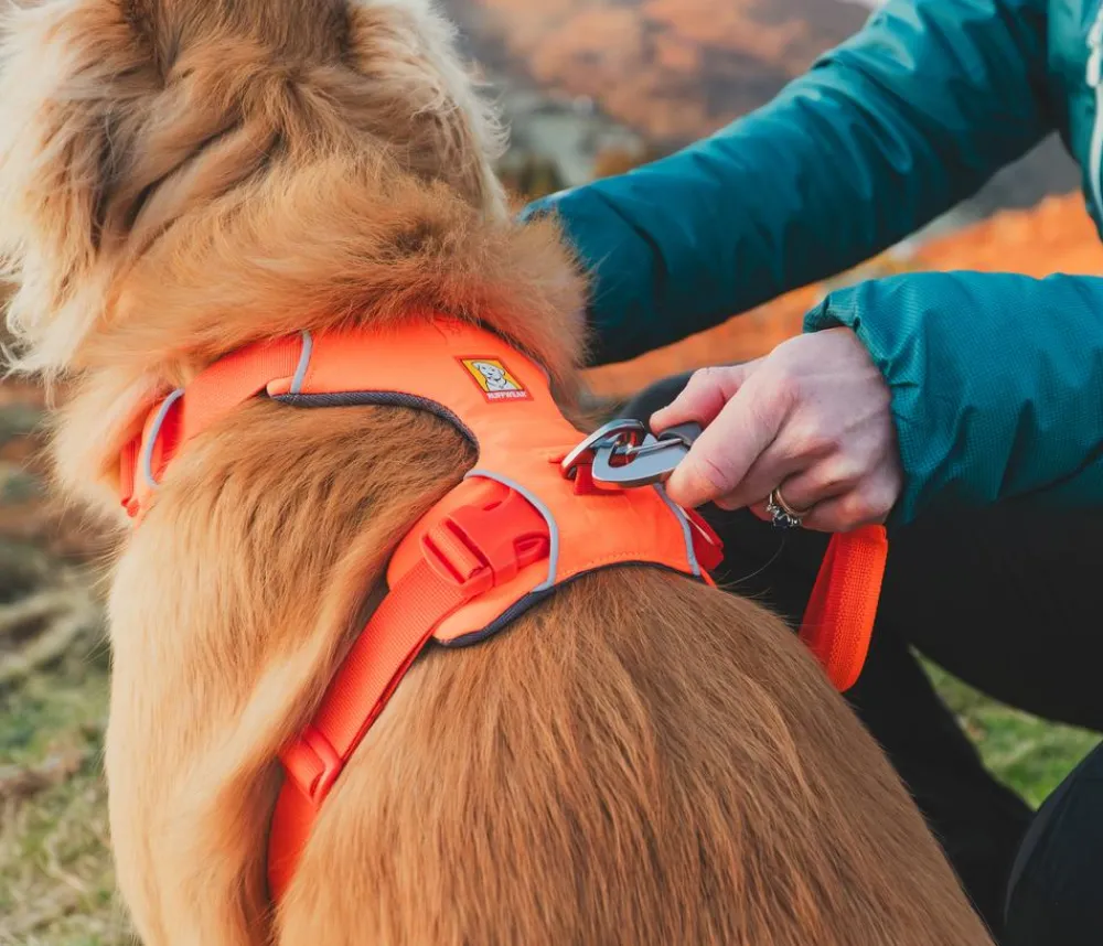 RUFFWEAR® Hundehalsbänder & Geschirre - Hundegechirr Front Range® Orange