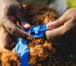 RUFFWEAR® Hundehalsbänder & Geschirre - Hundegechirr Front Range® Blau