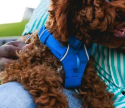 RUFFWEAR® Hundehalsbänder & Geschirre - Hundegechirr Front Range® Blau