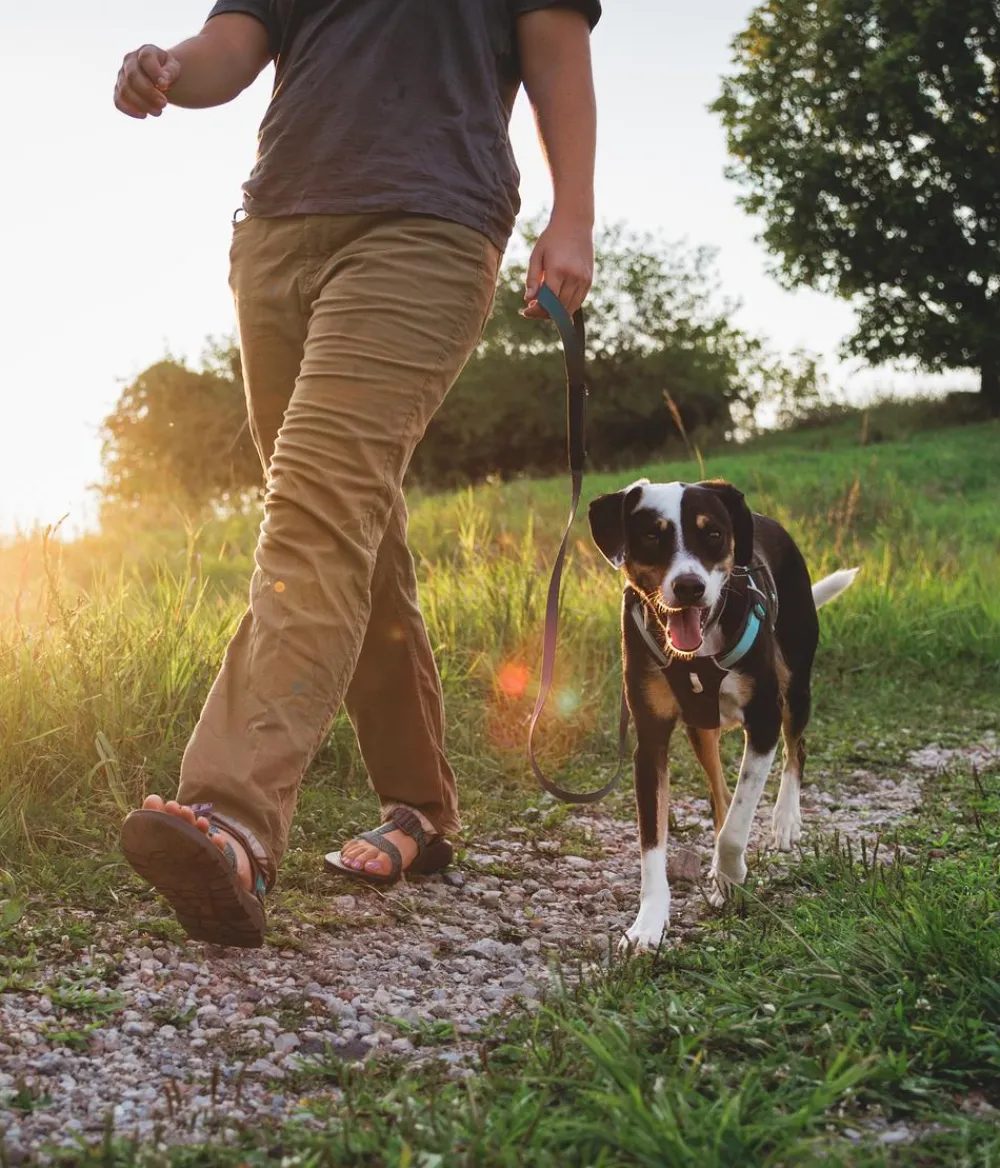 RUFFWEAR® Hundegechirr Hi & Light™ Harne 2.0 Grau Online