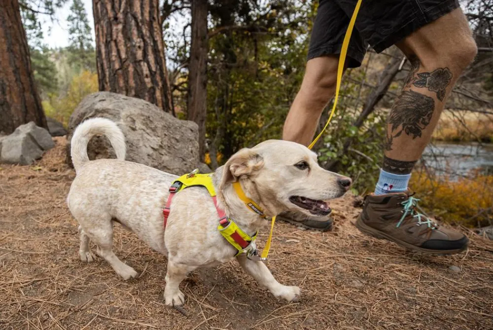 RUFFWEAR® Hundegechirr Hi & Light™ Harne 2.0 Lemon Online