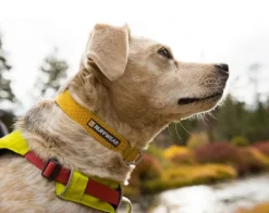 RUFFWEAR® Hundehalsbänder & Geschirre - Hundehaband Hi & ight™ Coar Lemon