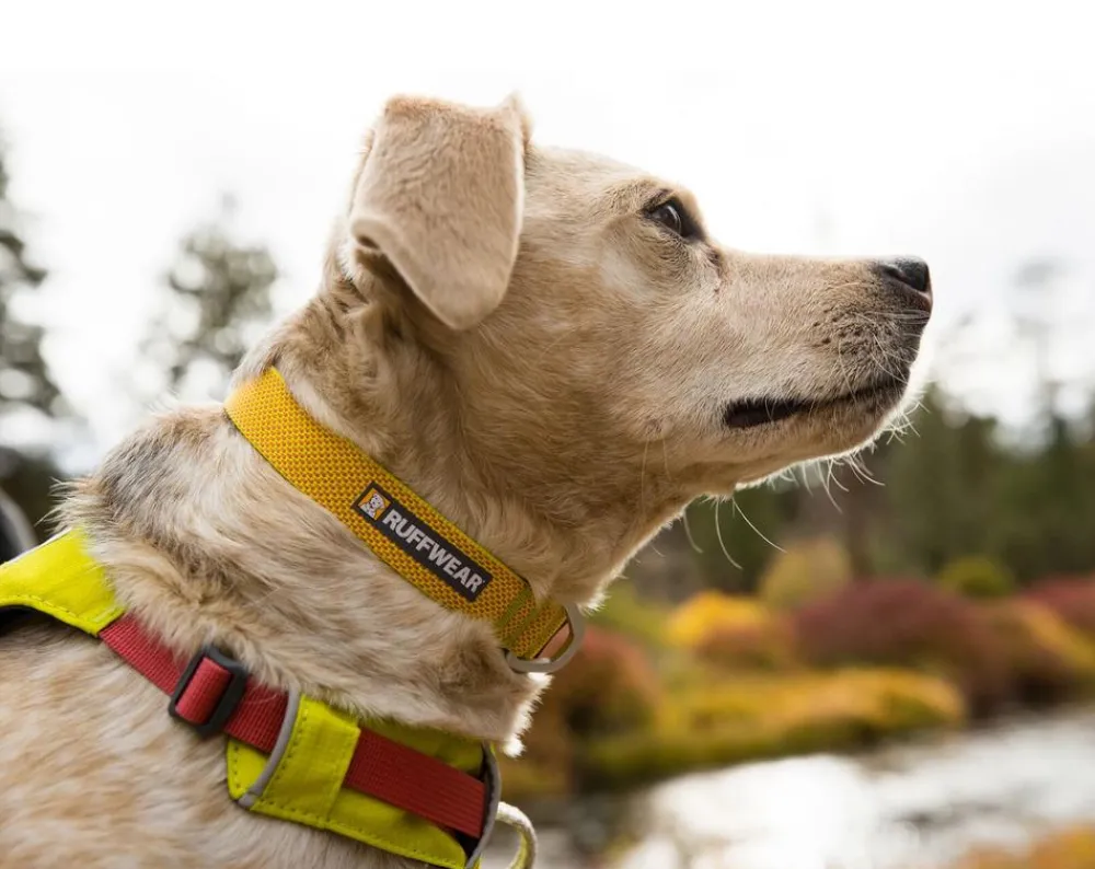 RUFFWEAR® Hundehalsbänder & Geschirre - Hundehaband Hi & ight™ Coar Lemon