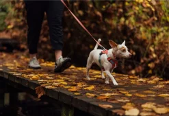 RUFFWEAR® Hundehalsbänder & Geschirre - Hundehaband Hi & ight™ Coar Hellrot