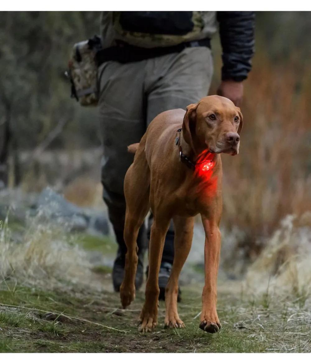 RUFFWEAR® Mehr Transport & Unterwegs - Hunde-Sicherheitsleuchte THE BEACON™