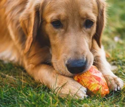RUFFWEAR® Hundespielzeug > Hundespielzeug Gnawt-a-Cone™, ca. B7,5/H10 cm