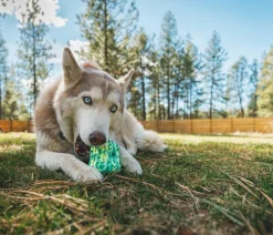 RUFFWEAR® Hundespielzeug Morel™ Grün Sale