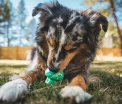 RUFFWEAR® Hundespielzeug - Hundespielzeug Toadstool™ Grün