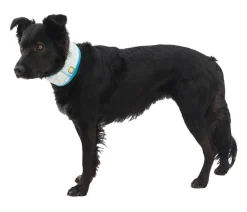 RUFFWEAR® Mehr Hundezubehör|Mehr Transport & Unterwegs - kühlendes Hundehalstuch Swamp Cooler™