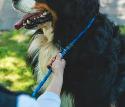 RUFFWEAR® Kombi-Hundeleine Just-a-Cinch™, 1,5 m Blau Best