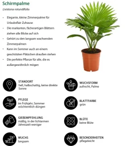 Dehner Zimmerpalmen|Grünpflanzen > Rundblättrige Schirmpalme - Livistona rotundifolia