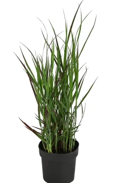 Dehner Gräser > Rutenhirse 'Cheyenne Sky®'