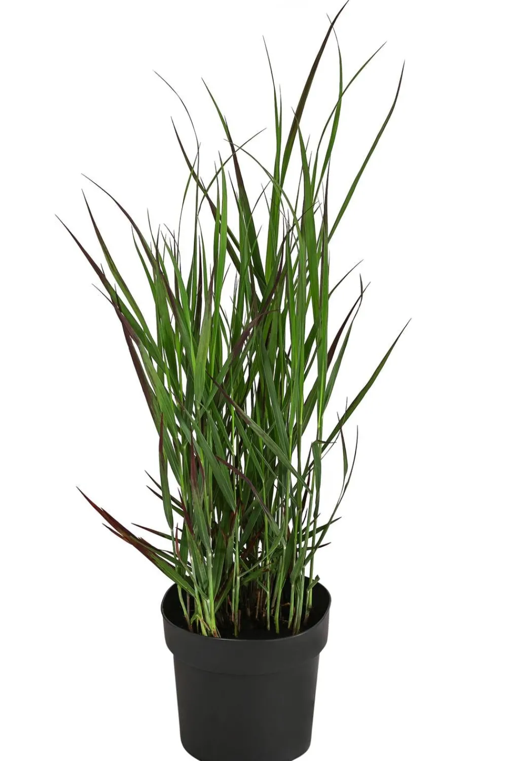 Dehner Gräser > Rutenhirse 'Cheyenne Sky®'
