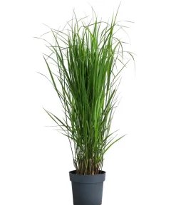 Dehner Rutenhirse 'Northwind' Grün Sale