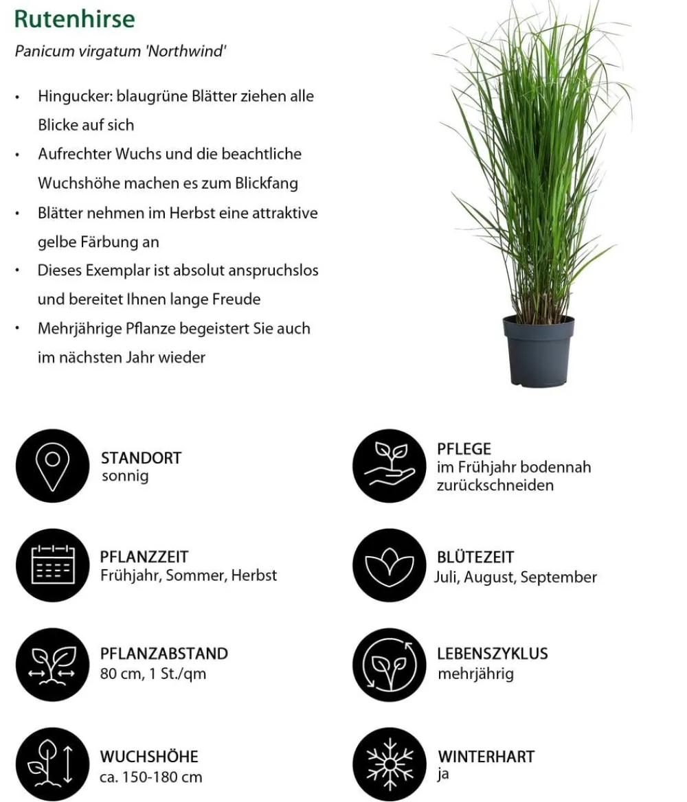 Dehner Rutenhirse 'Northwind' Grün Sale