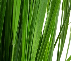 Dehner Rutenhirse 'Northwind' Grün Sale