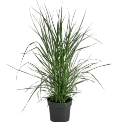 Dehner Gräser - Rutenhirse 'Prairie Sky'