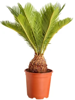 Dehner Palmen|Terrassenpflanzen > Sagopalmfarn - Cycas revoluta