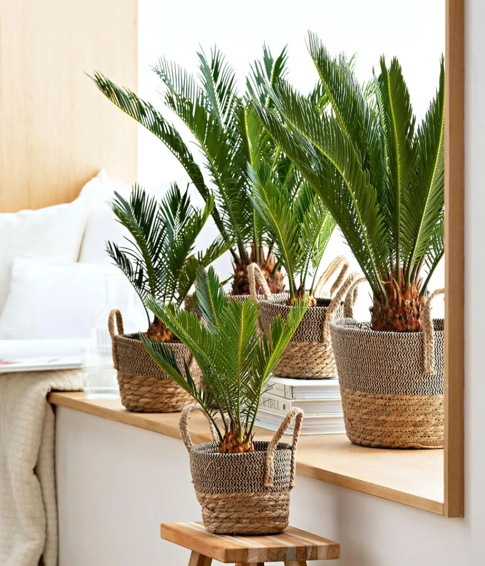 Dehner Palmen|Terrassenpflanzen > Sagopalmfarn - Cycas revoluta