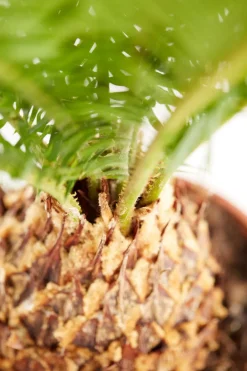 Dehner Palmen|Terrassenpflanzen > Sagopalmfarn - Cycas revoluta