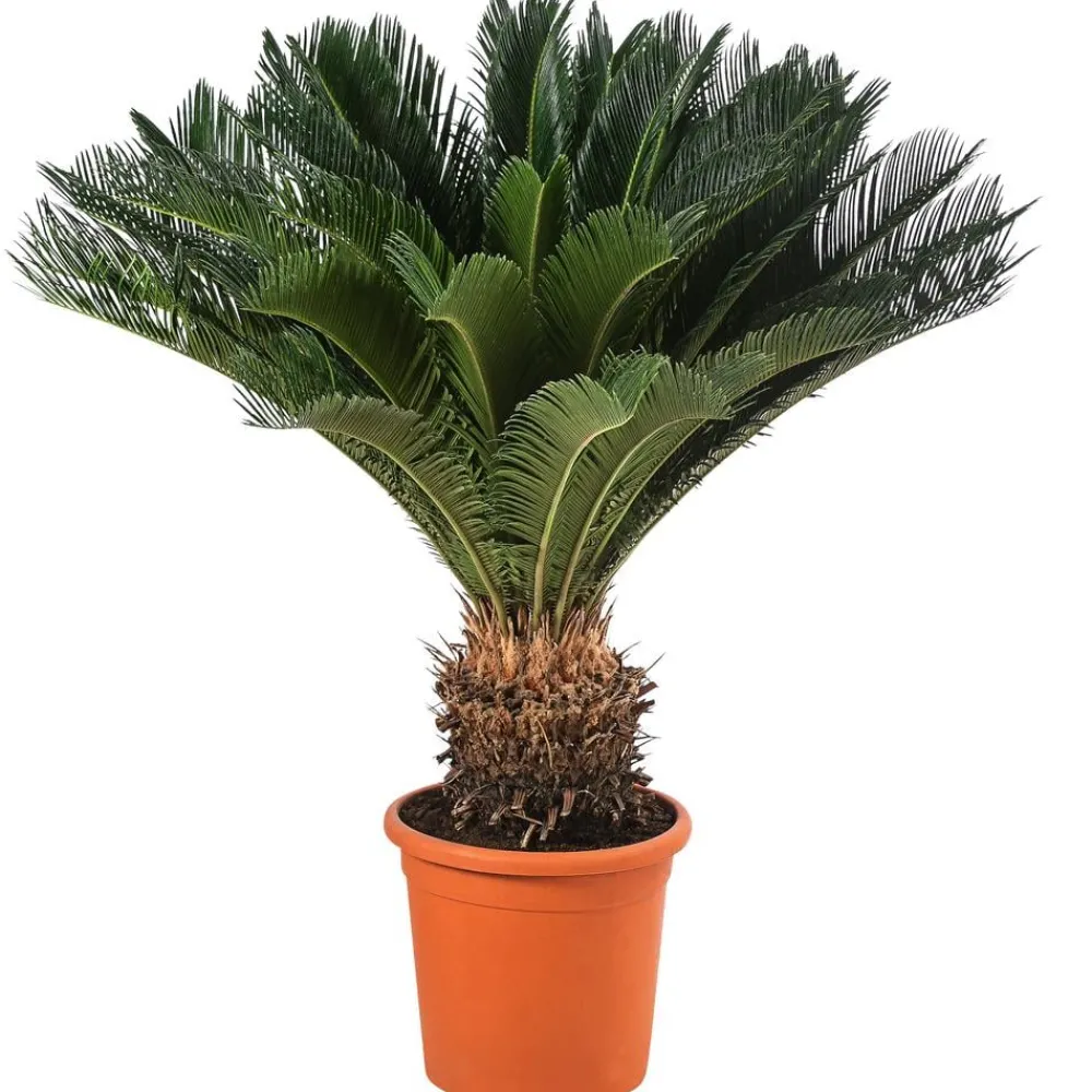 Dehner Palmen|Terrassenpflanzen > Sagopalmfarn - Cycas revoluta