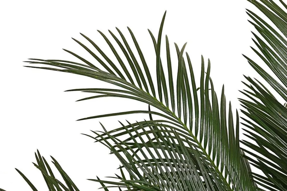 Dehner Palmen|Terrassenpflanzen > Sagopalmfarn - Cycas revoluta