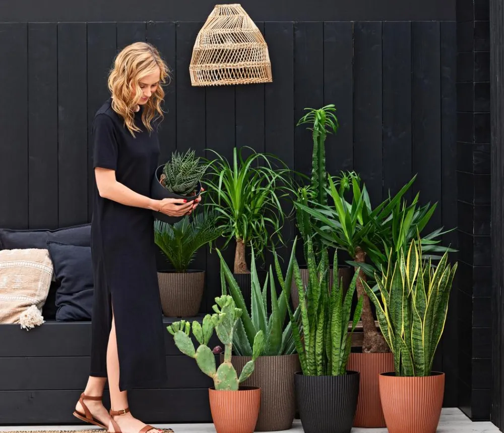 Dehner Palmen|Terrassenpflanzen > Sagopalmfarn - Cycas revoluta