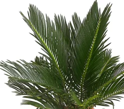 Dehner Palmen|Terrassenpflanzen > Sagopalmfarn - Cycas revoluta