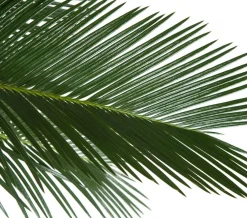 Dehner Sagopalmfarn - Cycas revoluta Grün New