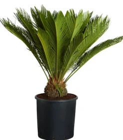 Dehner Sagopalmfarn - Cycas revoluta Grün Discount