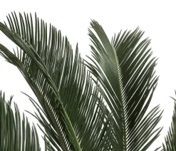 Dehner Palmen|Terrassenpflanzen - Sagopalmfarn - Cycas revoluta Grün