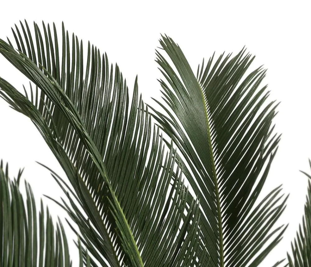 Dehner Palmen|Terrassenpflanzen - Sagopalmfarn - Cycas revoluta Grün