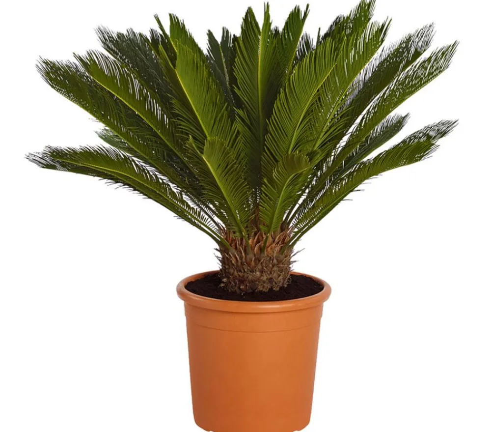 Dehner Palmen|Terrassenpflanzen - Sagopalmfarn - Cycas revoluta Grün