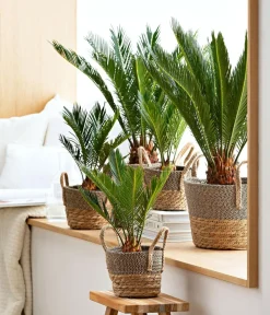 Dehner Palmen|Terrassenpflanzen - Sagopalmfarn - Cycas revoluta Grün